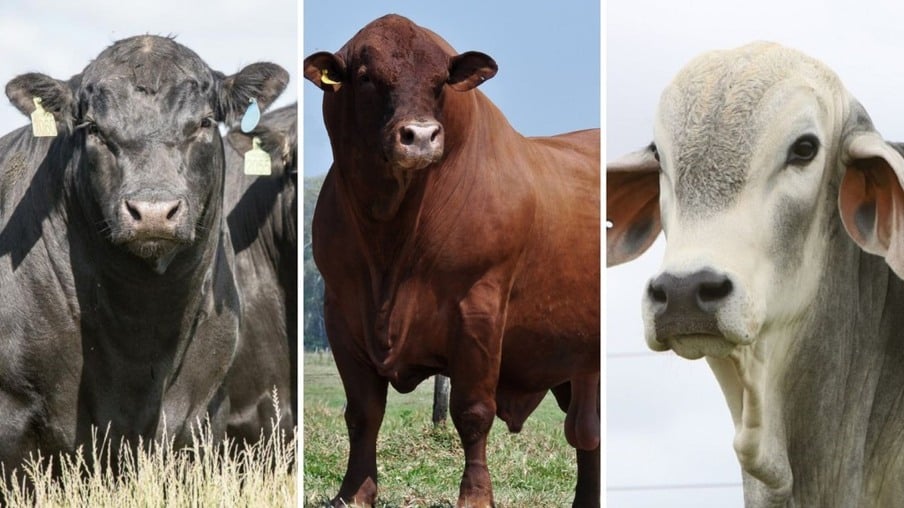 Angus, Senepol ou Tabapuã? Qual touro pode dar mais apuro genético em novilhas aneloradas?