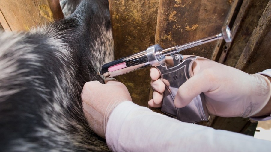 Febre aftosa: saiba os mitos e verdades para fazer a correta vacinação do gado