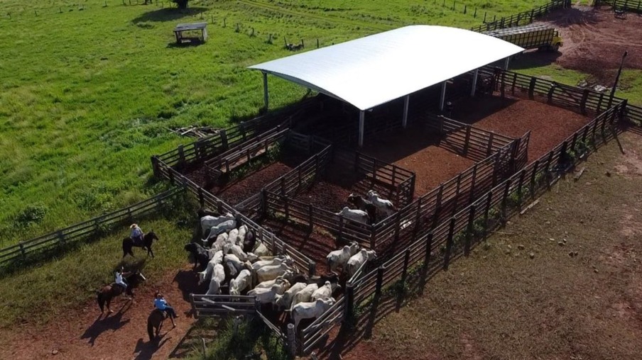 Fazenda Monalisa tem pintura de gado Nelore e Angus com mais de 19@