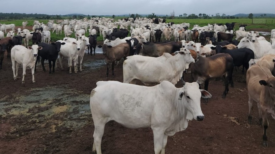 Vacas e novilhas Nelore dão show de qualidade no interior do Pará