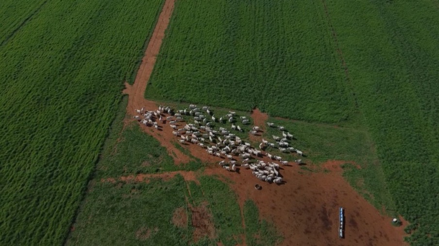 Saiba como é a lida com o gado numa das grandes produtoras de touros do Brasil