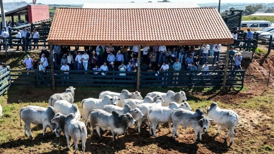 Nelore: pecuaristas estão na trilha genética de touros de carne premium