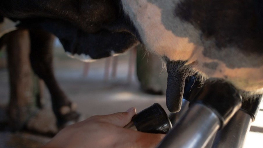 Administrando o leite da vaca: forneça o alimento para o bezerro sem prejuízo na ordenha