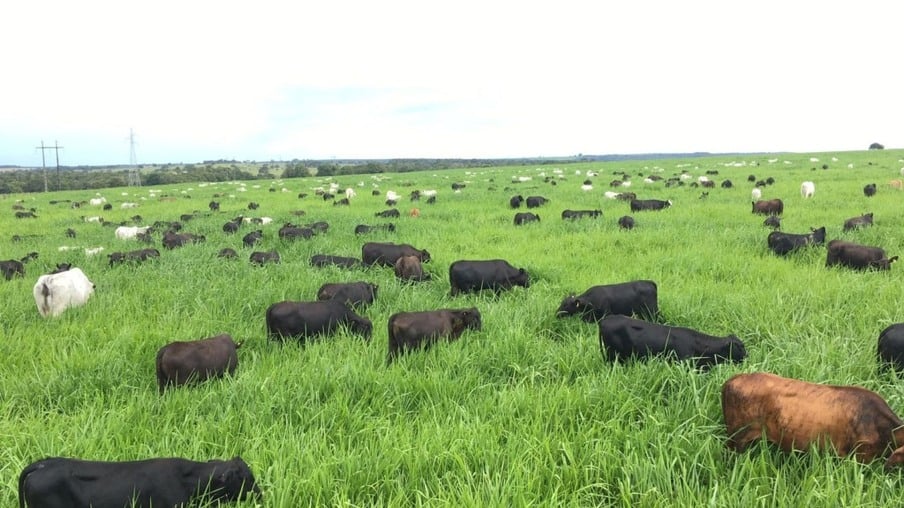 Pecuarista de Goiás revela a fórmula para terminar bovinos de 12 meses com 20@