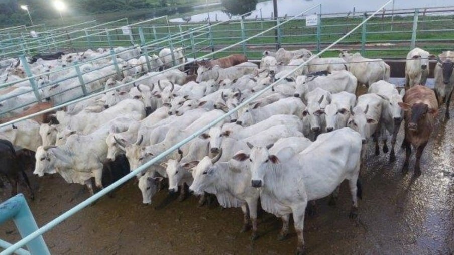 Vacada gorda e caprichada é destaque em Juína (MT)