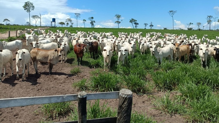 “Olha a maravilha de capim e gado!” Pecuarista de Rondônia abre as porteiras da fazenda