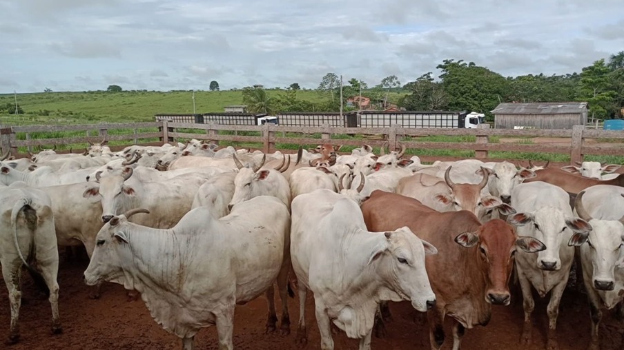 Lotaço de vacas! Abate de 400 fêmeas com média de 18@ é destaque em Rondônia