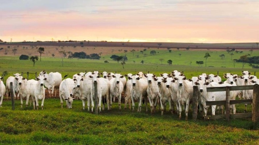 Pesquisador australiano desvenda os mitos e verdades sobre a carne bovina e a pecuária