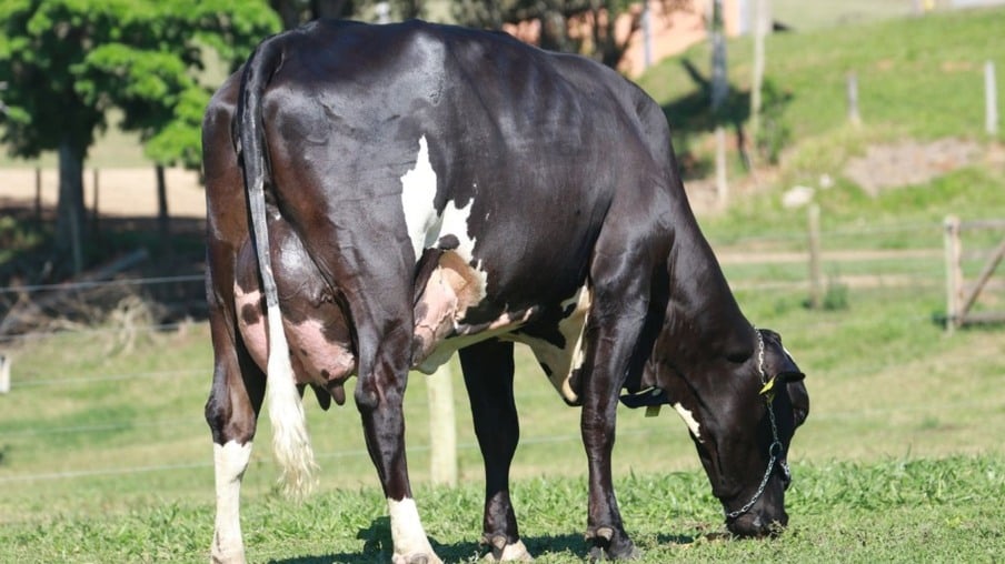 Quanto deve comer uma vaca para dar uma boa ordenha diária?