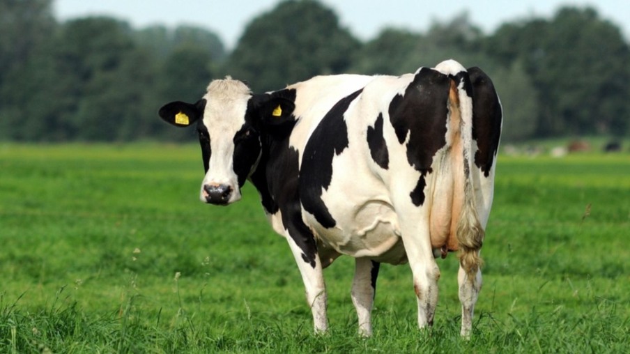 Papilomatose bovina: entenda o impacto da doença na qualidade do leite