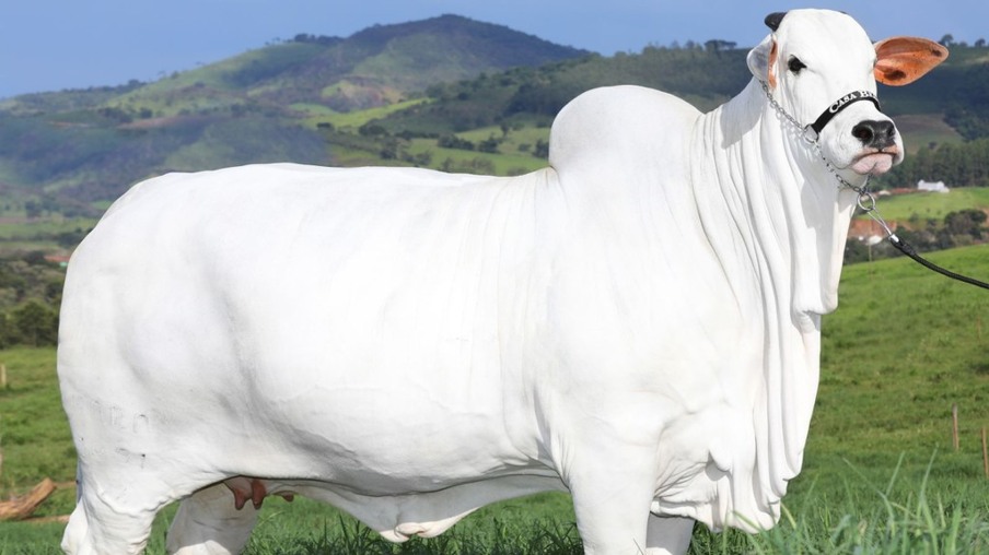 Viatina-19: Guinness Book reconhece vaca Nelore como a fêmea bovina mais caro do mundo