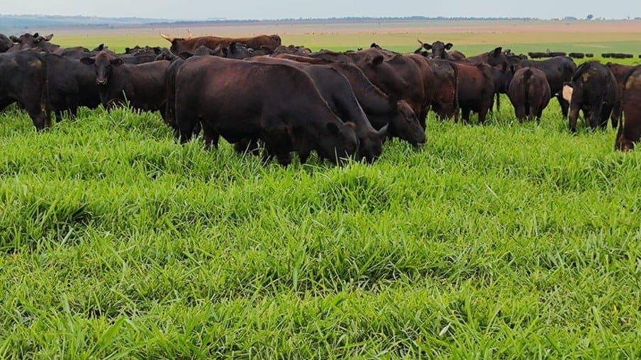 Após a soja, capim Zuri pode garantir até 40 quilos de carcaça bovina por hectare em ILP