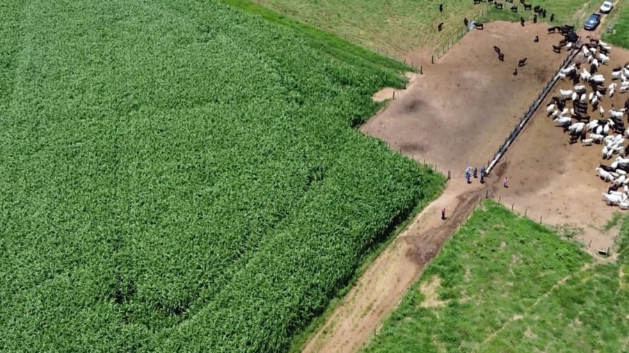 Sorgo gigante boliviano é o “seguro baixo custo” para alimentar os superprecoces na seca