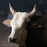 Boi Bandido foi considerado o bovino mais temido dos rodeios
