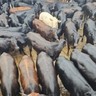 Bônus de R$ 420 por animal? Novilhas cruzadas dão espetáculo de carne premium em MS