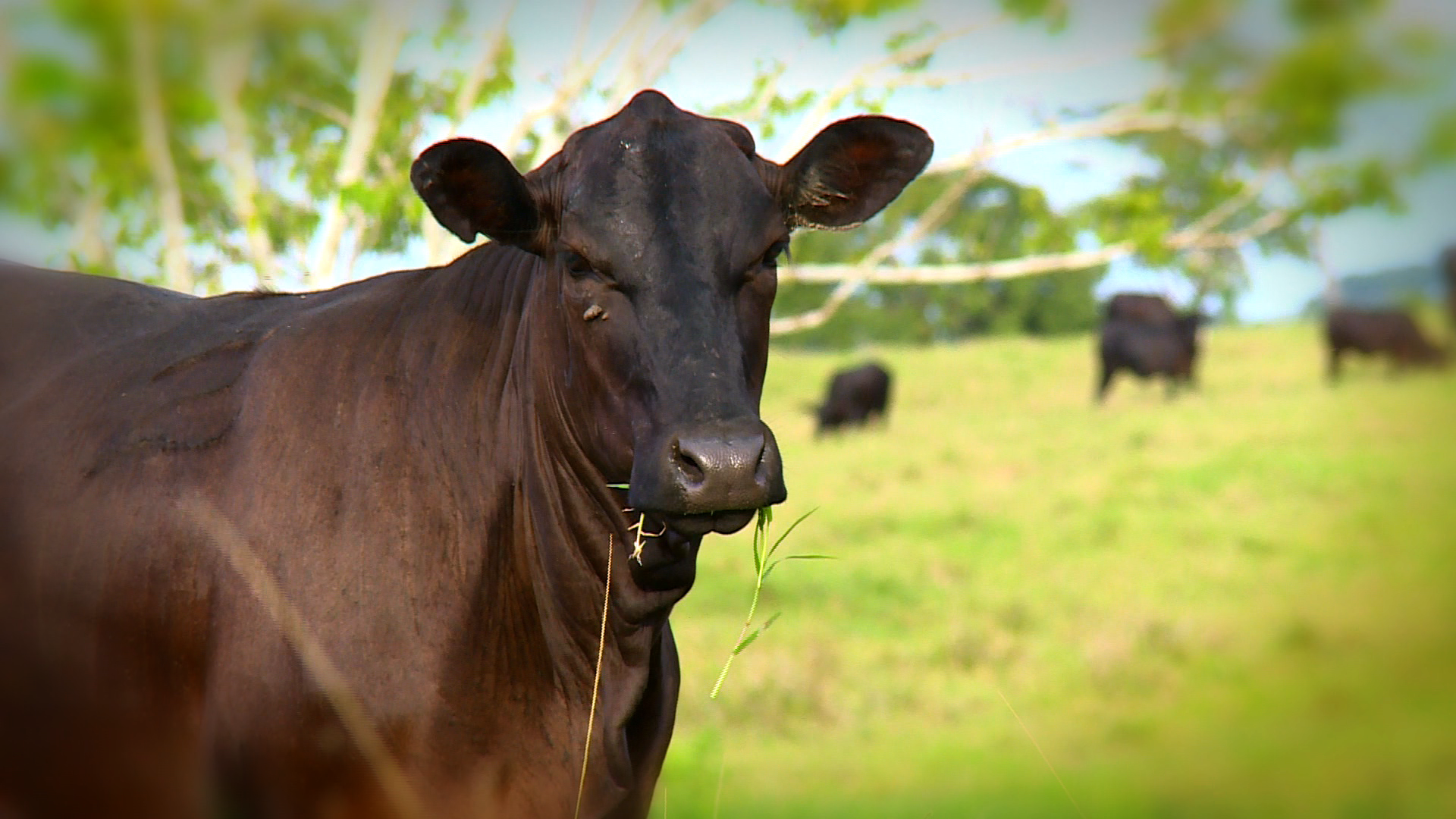 Diminuir consumo de carne pode aumentar efeito estufa: parte 2