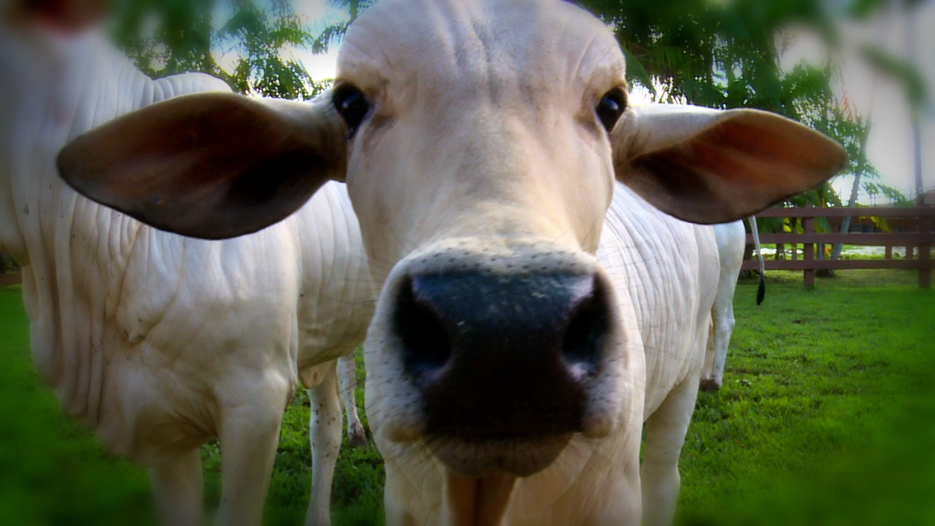 Diminuir consumo de carne pode aumentar efeito estufa, afirma especialista