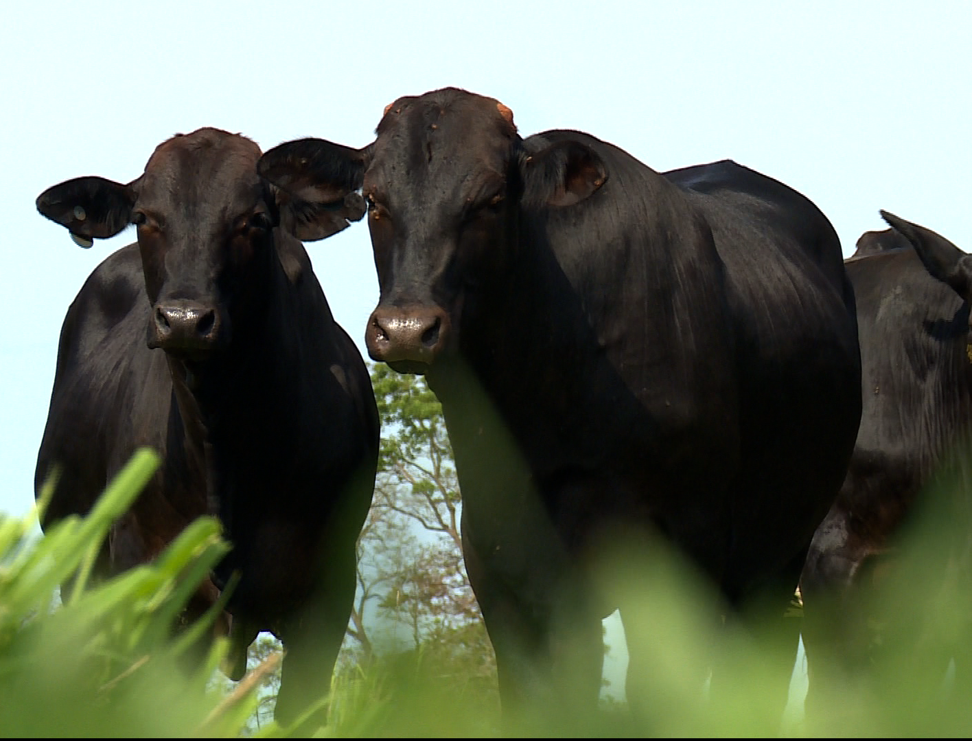 Quanto esperar de lucro de uma fazenda de pecuária?