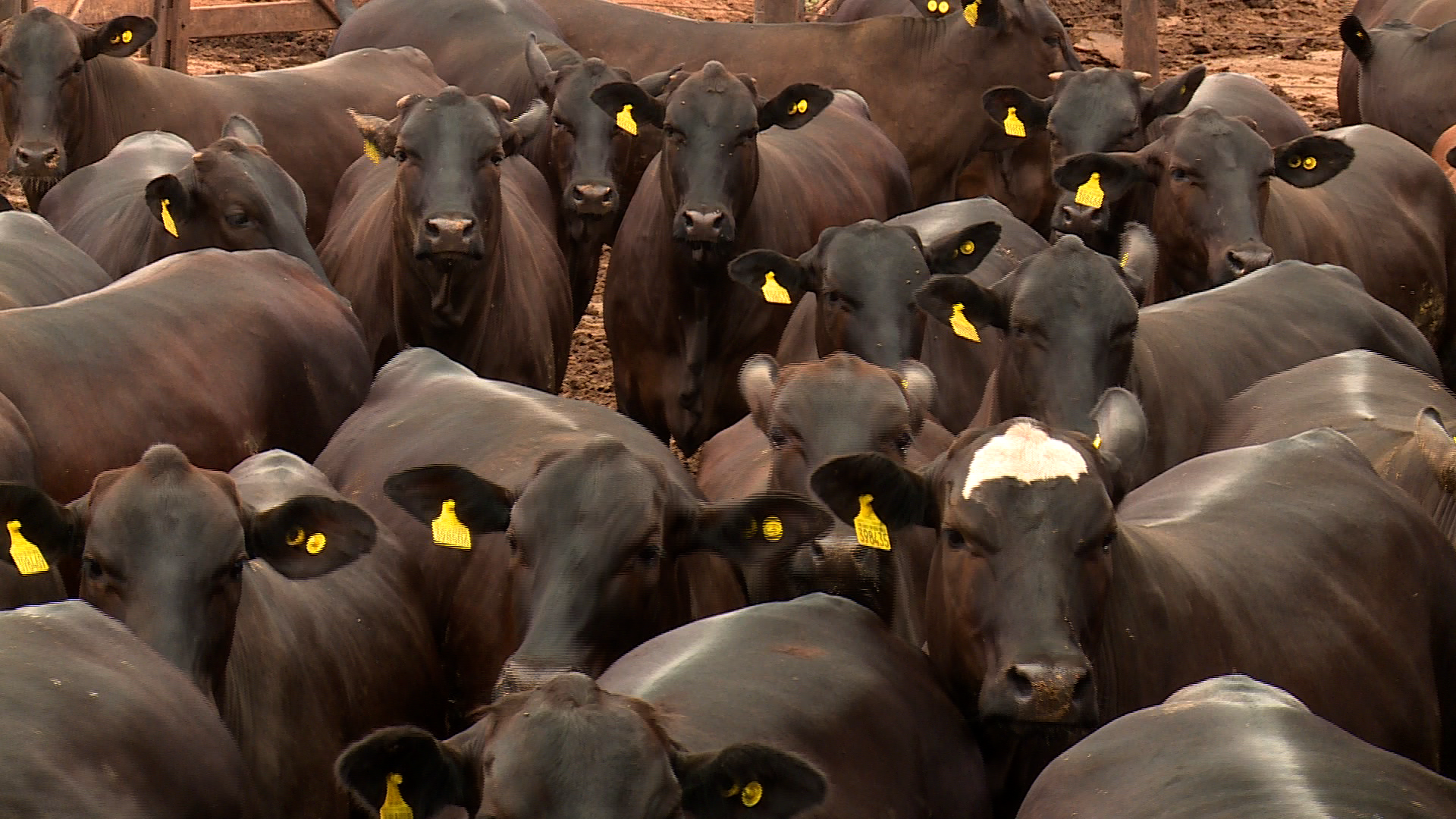 Demanda europeia por carne de qualidade continua em alta