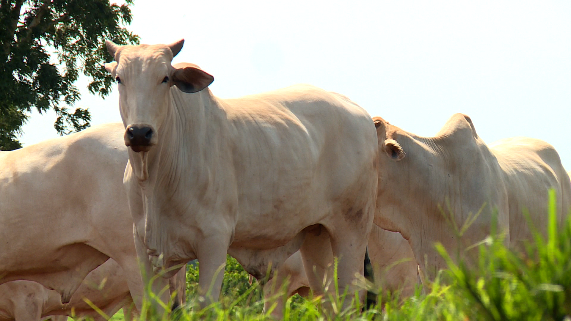 Taxação da carne bovina de 7% no estado de SP deve afetar todo Brasil