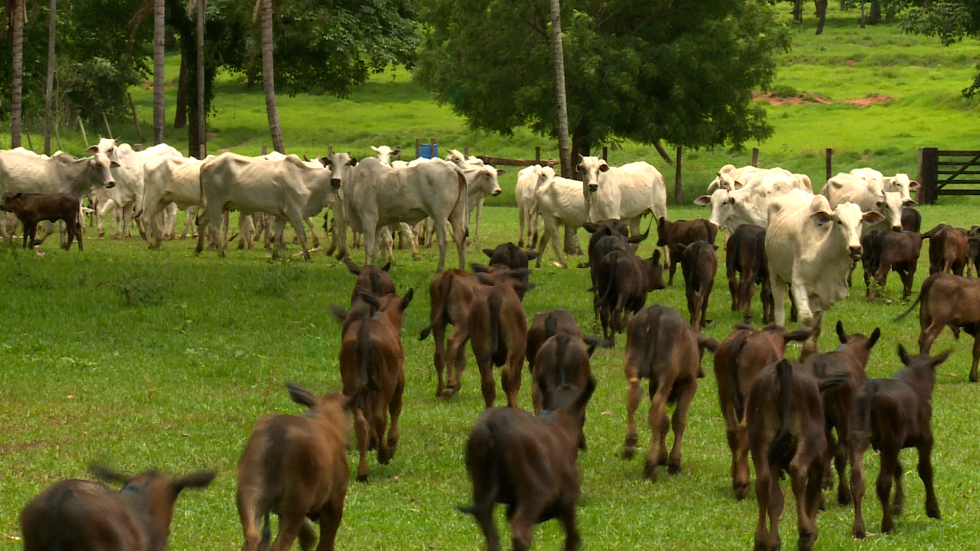 Fazendas brasileiras de cria devem aumentar produtividade média em 40% para obter lucro