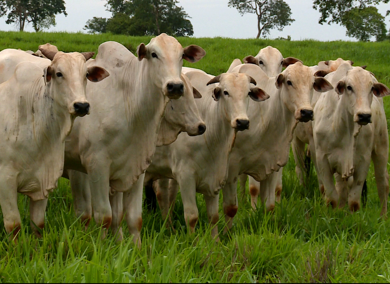 Fazenda de RO aumenta sua renda investindo em castração