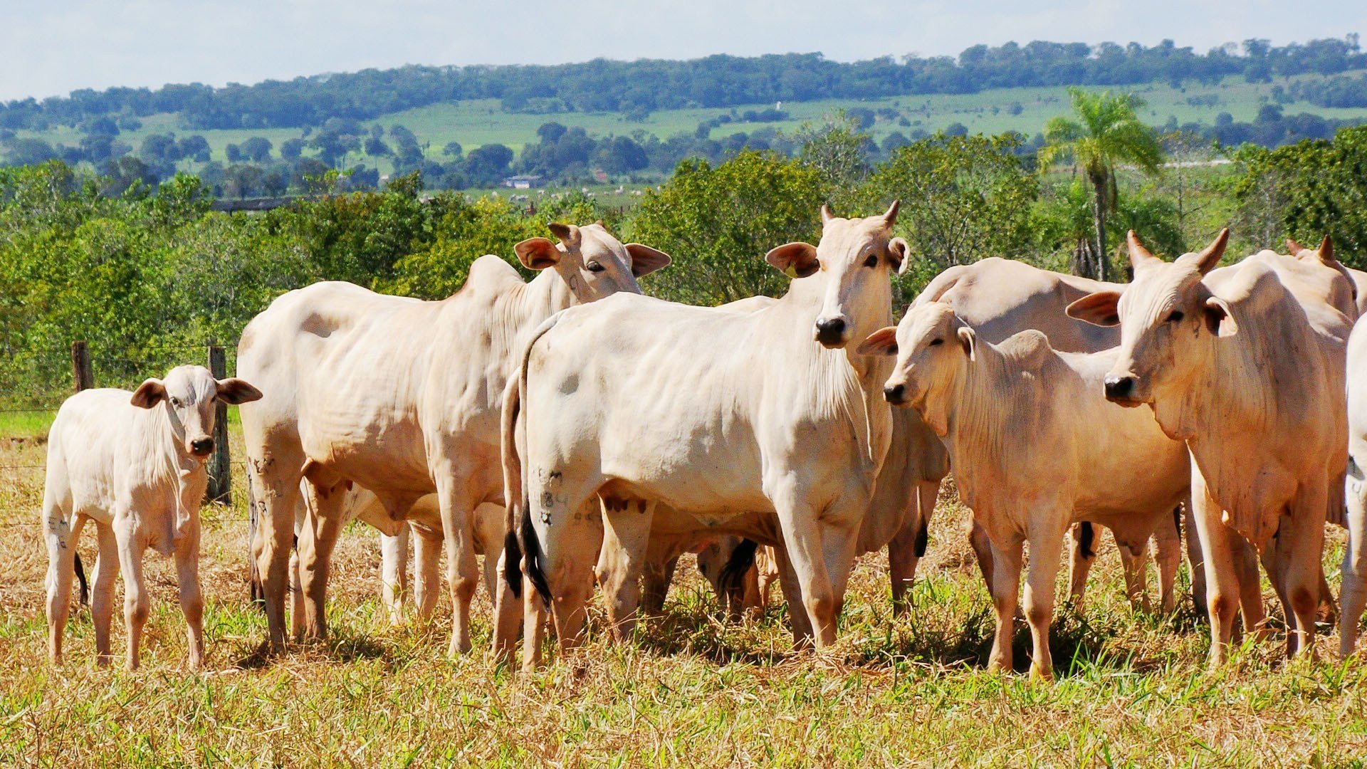 Boi mineiro: pecuarista corre para “apurar” a genética do rebanho