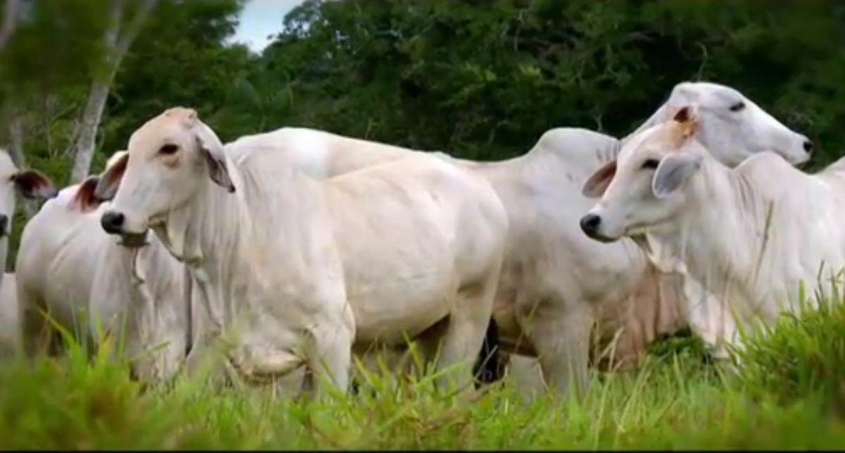 Fazenda Diamante – Alcides Teixeira