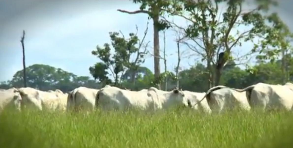 Fazenda Palotina - Sidney Zamora