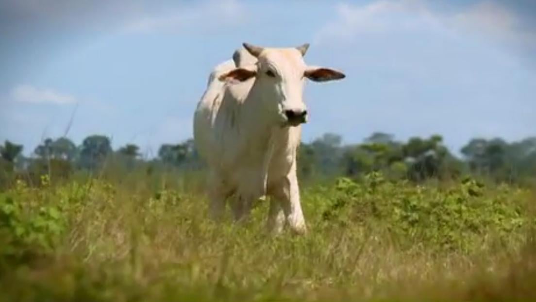 Fazenda Porta do Céu - Roberto Moraes