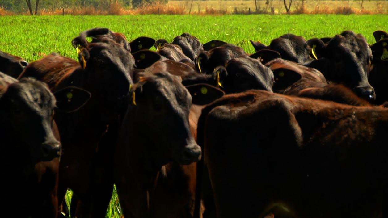 Carne bovina: alimento nobre e indispensável