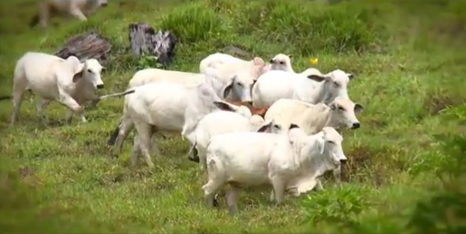 Fazenda Diamante – Alcides Teixeira - parte 2