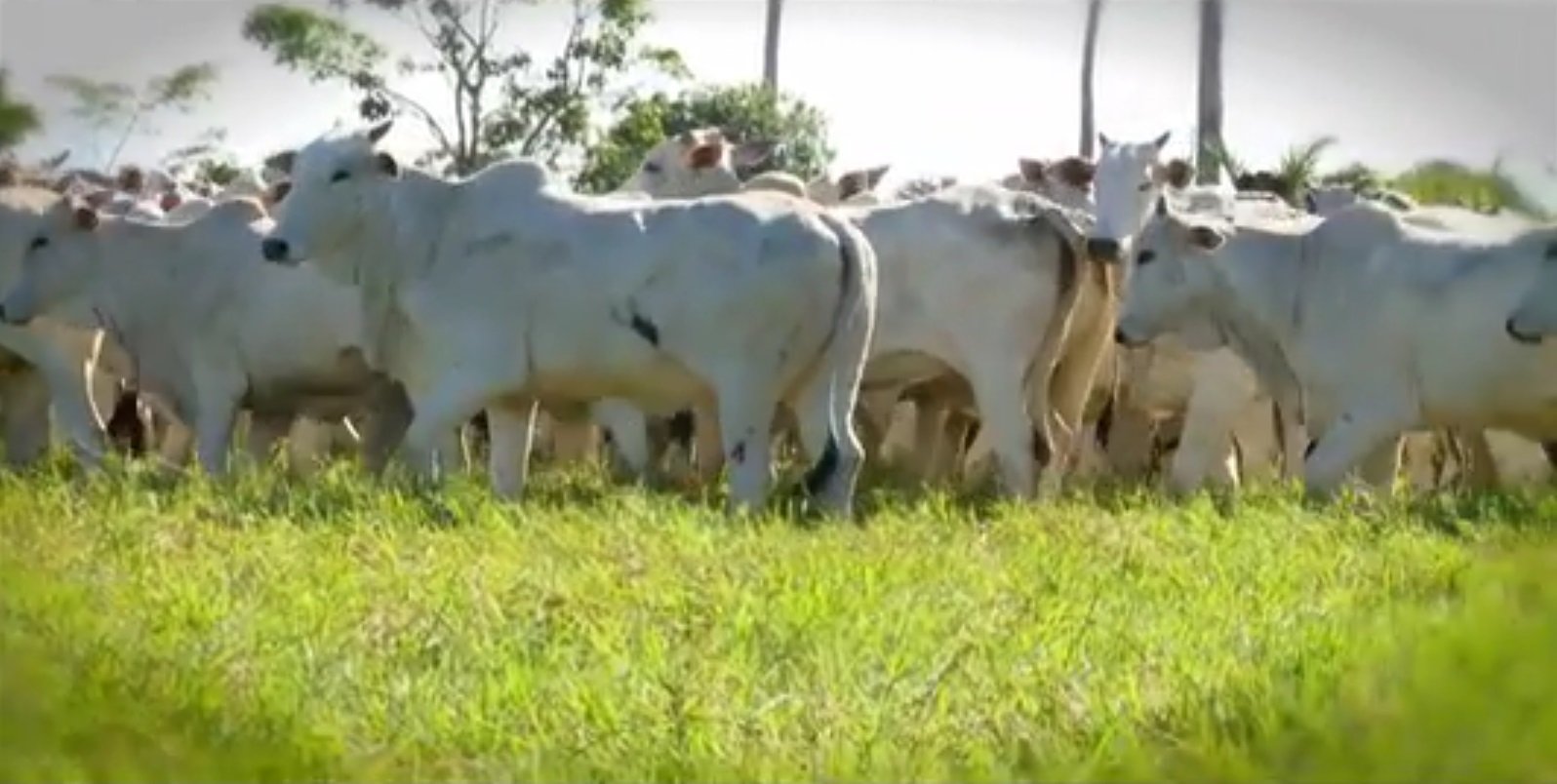 Fazenda Palotina – Sidney Zamora – parte 2