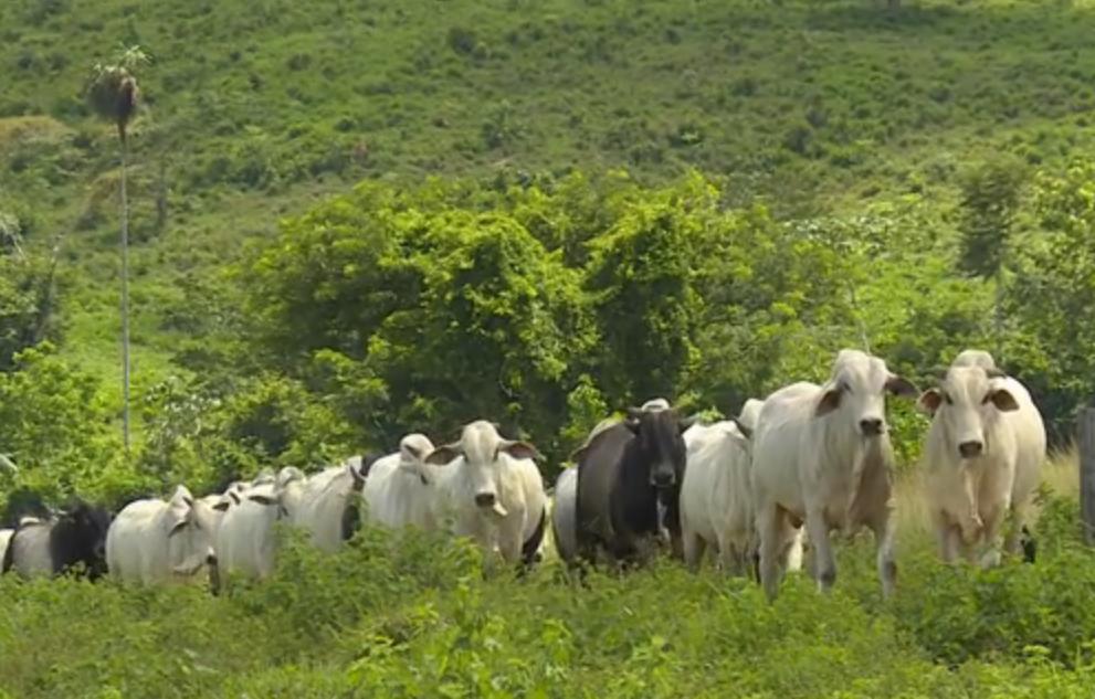 Fazenda São Francisco - parte 3