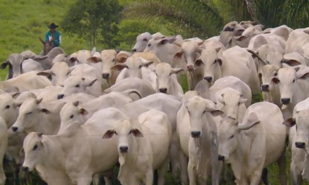 Fazenda do Pará aumenta prenhez com monta natural