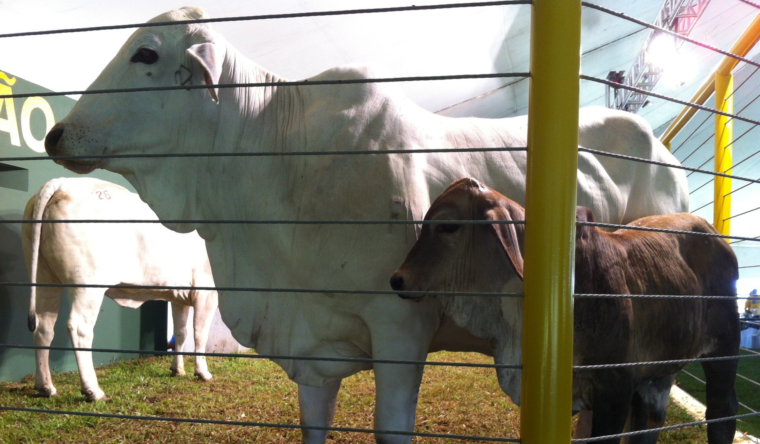 Cuidados com a vaca prenhe