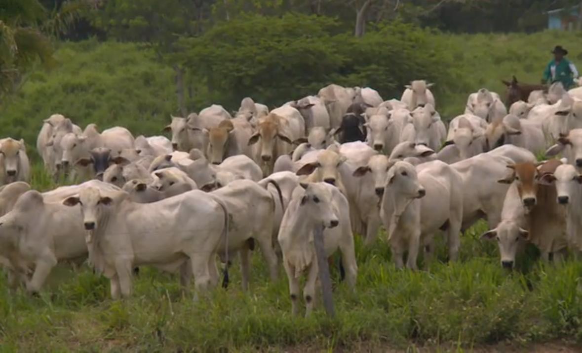 Fazenda Centrão - parte 2