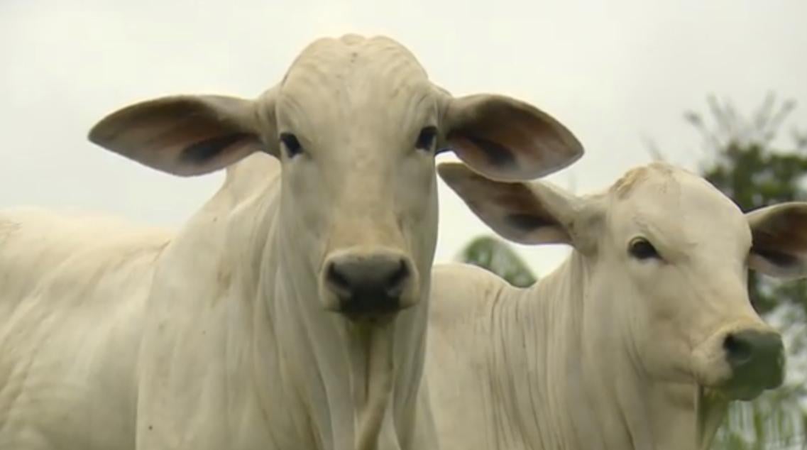 Expoinel Minas traz o julgamento de animais a campo como novidade