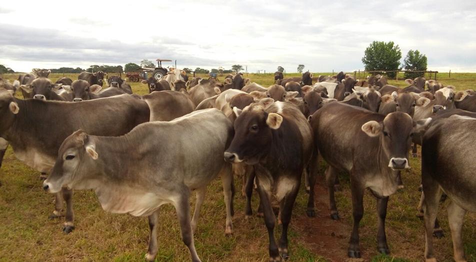 Fazenda São Pedro se destaca na criação de Pardo-Suíço em Goiás