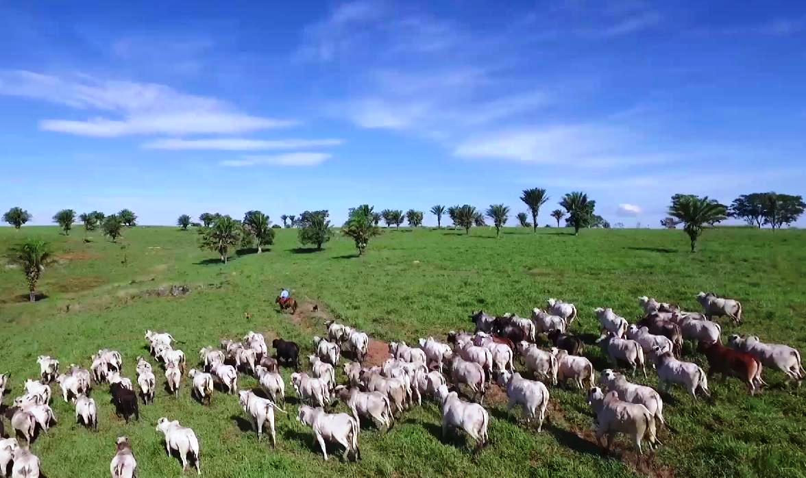 Mais lotação, menos emissão: produtores do MT investem na sustentabilidade da pecuária tropical