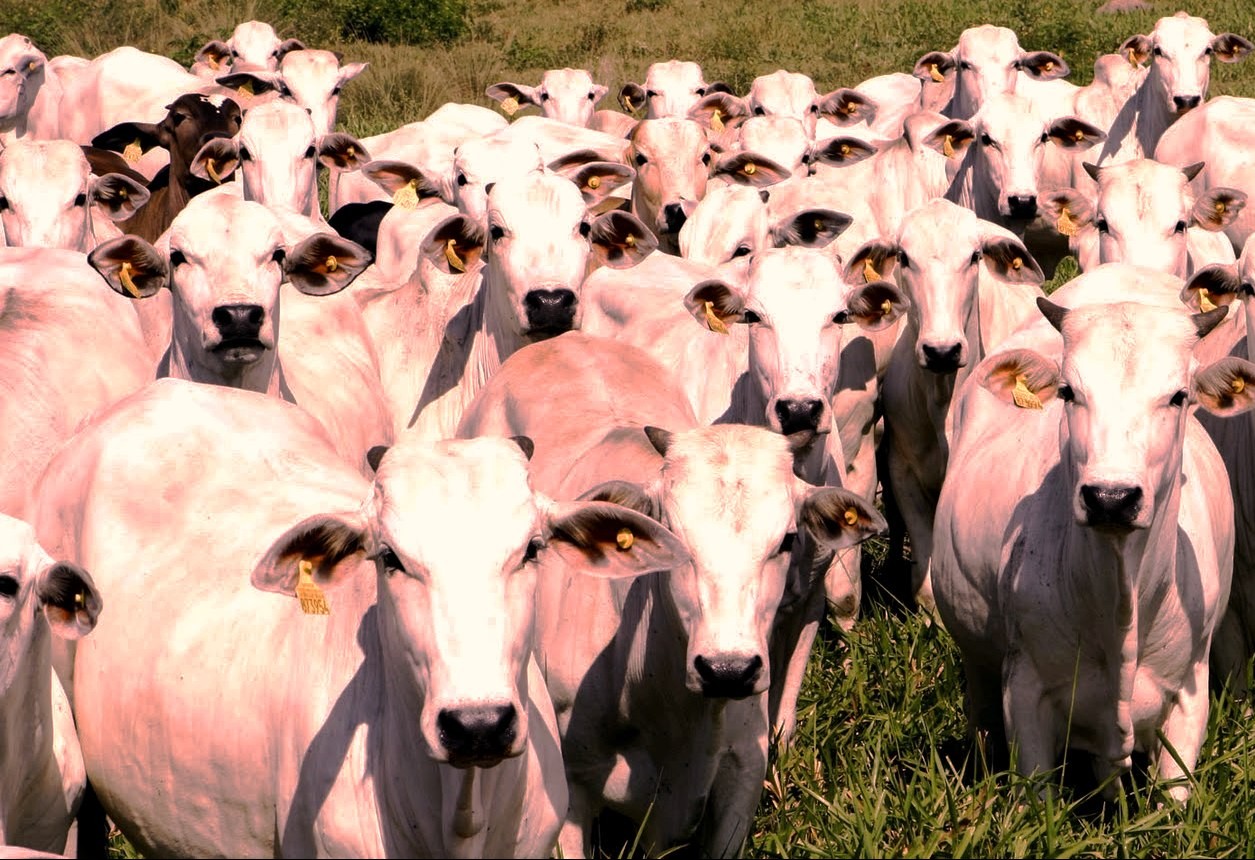 "Carne brasileira tem espaço no mercado dos EUA, é só saber aproveitar"