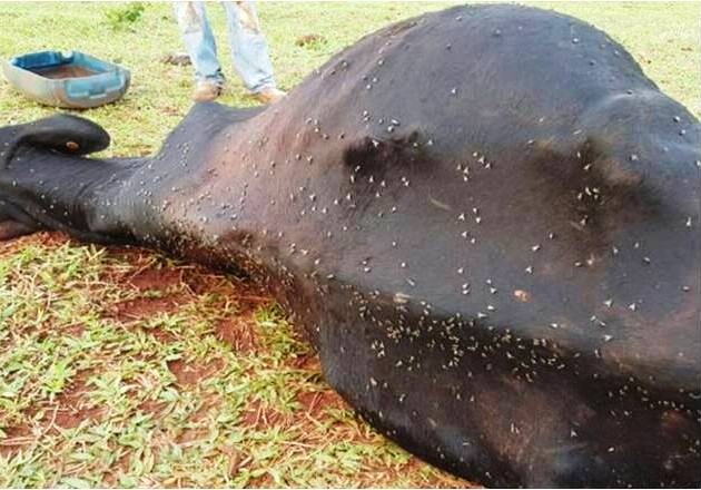 Mosca do bagaço causa prejuízos ao pecuarista, mas pode ser detida