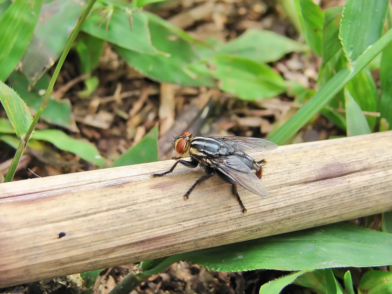 Mosca do bagaço causa prejuízos ao pecuarista, mas pode ser detida: parte 2