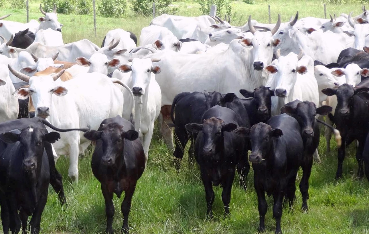 Fazenda castra ao nascimento e abate com 20 @ antes dos 24 meses