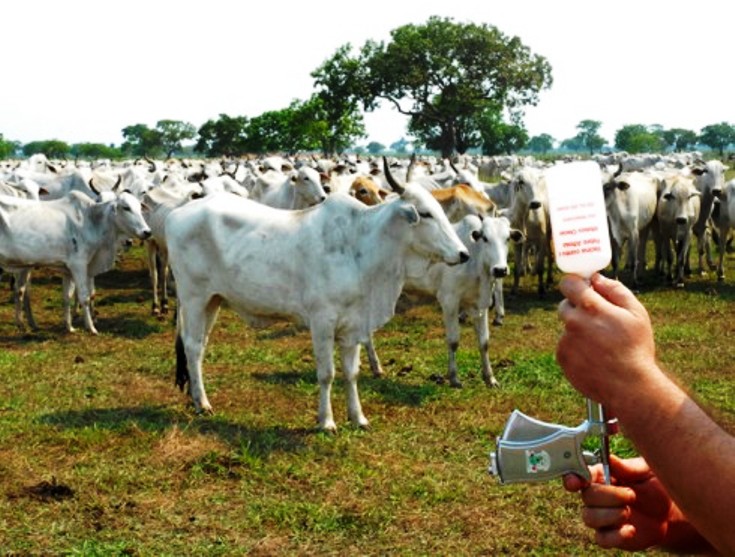 Resíduo de medicamento põe cadeia da carne bovina em alerta