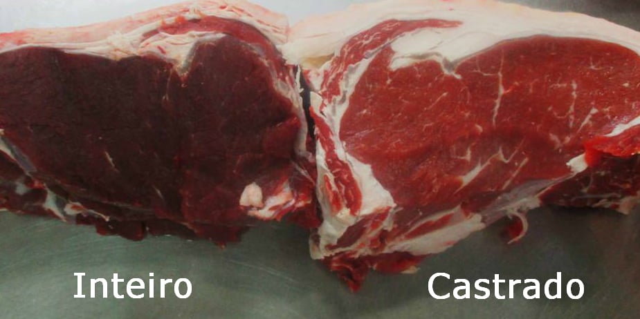 Mesmo jovem boi inteiro produz carne inferior