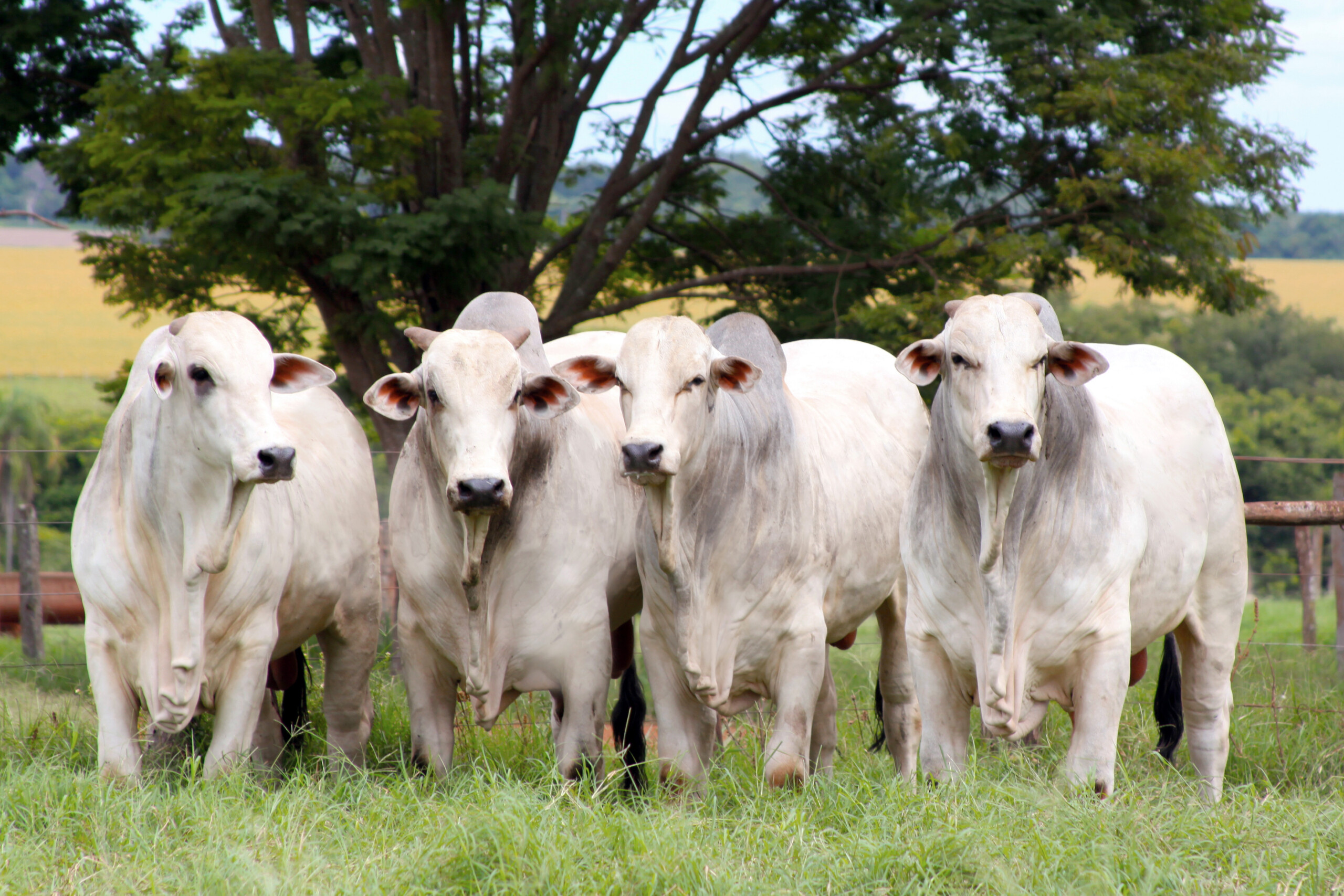 Pecuarista está lucrando mais que agricultor, afirma especialista: parte 2