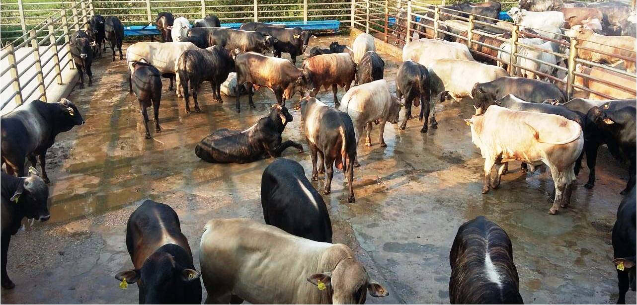 Akaushi é opção de qualidade na hora do cruzamento