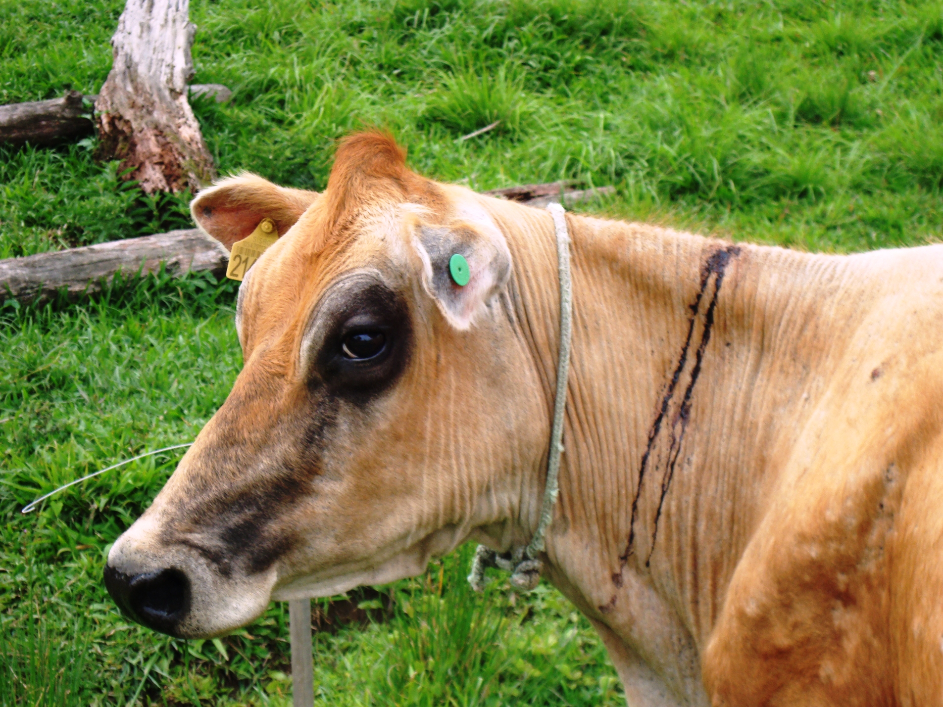 Vacinar gado contra a raiva bovina é barato e evita prejuízos: parte 2