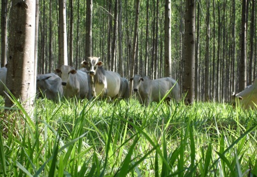 Bovinos em área de pasto com árvores plantadas. Foto: Divulgação